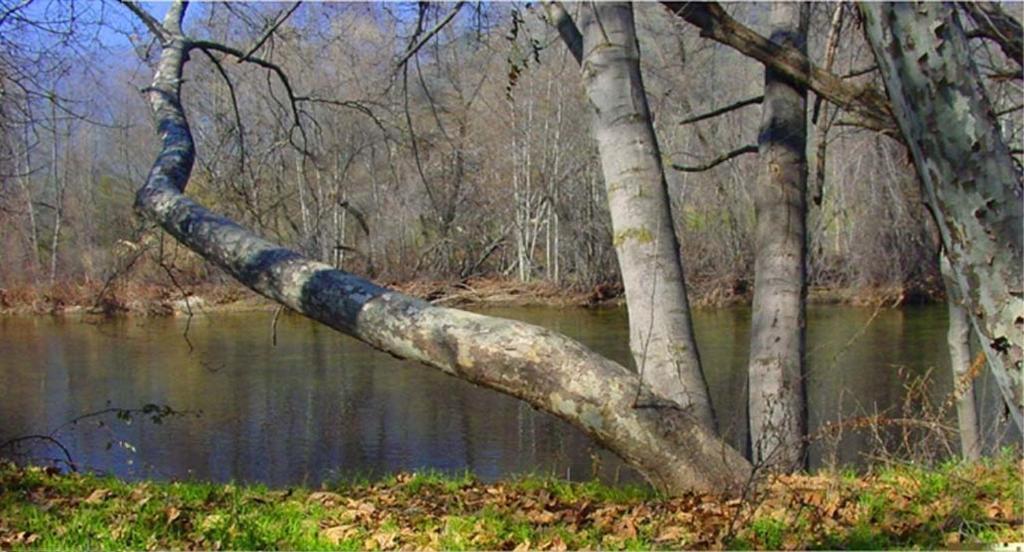 Sequoia Riverfront Cabins Three Rivers Δωμάτιο φωτογραφία